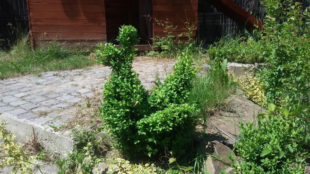Hotel Casa Dancs Covasna Zewnętrze zdjęcie